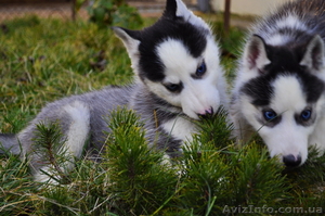 Щенки сибирский хаски