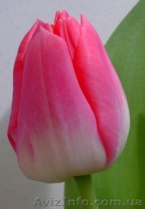 Продам оптом тюльпан к 8-му марта - <ro>Изображение</ro><ru>Изображение</ru> #4, <ru>Объявление</ru> #1380400