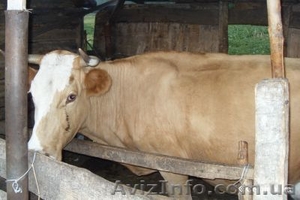 Продам молоду корову і телку та телятко  - <ro>Изображение</ro><ru>Изображение</ru> #1, <ru>Объявление</ru> #1461946