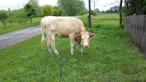 Продам молоду корову і телку та телятко  - <ro>Изображение</ro><ru>Изображение</ru> #2, <ru>Объявление</ru> #1461946