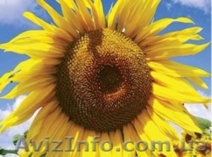 Насіння соняшнику від виробника - <ro>Изображение</ro><ru>Изображение</ru> #1, <ru>Объявление</ru> #1585301