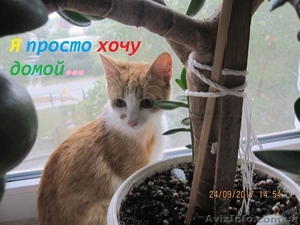 Отдам котенка - <ro>Изображение</ro><ru>Изображение</ru> #5, <ru>Объявление</ru> #1595229