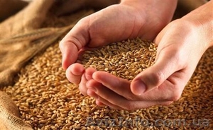 Дорого купуємо ячмінь у виробника