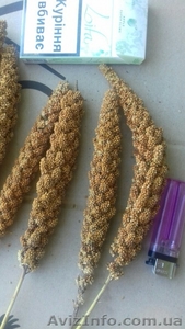 Чумиза –уникальный корм (лакомство) для попугаев,  канареек,  грызунов.