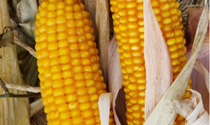Насіння кукурудзи Амарок 290 (ФАО 320) - <ro>Изображение</ro><ru>Изображение</ru> #1, <ru>Объявление</ru> #1644505