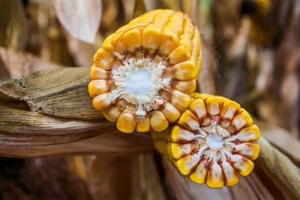 ВН 6763 (ФАО 320) насіння кукурудзи - <ro>Изображение</ro><ru>Изображение</ru> #1, <ru>Объявление</ru> #1644504