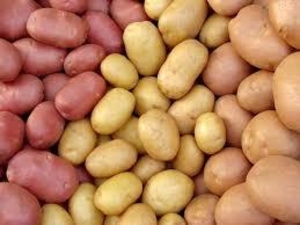Продам картофель посевной 1 репродукции. - <ro>Изображение</ro><ru>Изображение</ru> #1, <ru>Объявление</ru> #1646225