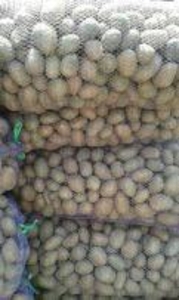 Продам картофель посевной 1 репродукции. - <ro>Изображение</ro><ru>Изображение</ru> #2, <ru>Объявление</ru> #1646225