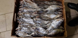 Продам вяленую рыбу в ассортименте. Тарань, Лещ, мелкий лещ, густера,  - <ro>Изображение</ro><ru>Изображение</ru> #1, <ru>Объявление</ru> #1676165
