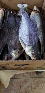 Рыбоперерабатывающее предприятие реализует речную вяленую и копченую рыбу в ассо - <ro>Изображение</ro><ru>Изображение</ru> #1, <ru>Объявление</ru> #1676164