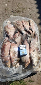 Продам ставковую рыбу в ассортименте: толстолоб, карп, амур, карась, щ - <ro>Изображение</ro><ru>Изображение</ru> #1, <ru>Объявление</ru> #1515037