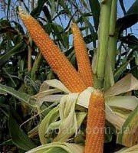 Продам семена кукурузы недорого, высокоурожайные сорта - <ro>Изображение</ro><ru>Изображение</ru> #1, <ru>Объявление</ru> #1722695