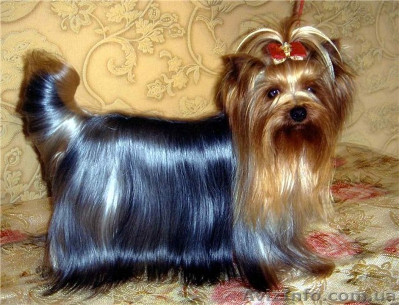 щенки йоркширского терьера. - <ro>Изображение</ro><ru>Изображение</ru> #2, <ru>Объявление</ru> #11046