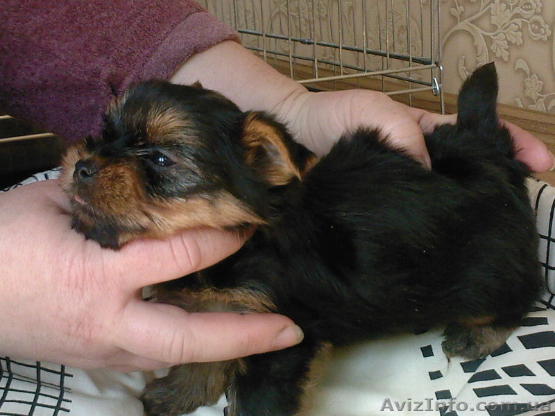 щенки йоркширского терьера. - <ro>Изображение</ro><ru>Изображение</ru> #3, <ru>Объявление</ru> #11046