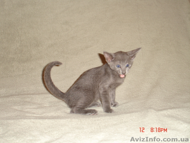продажа ориентальных котят - <ro>Изображение</ro><ru>Изображение</ru> #1, <ru>Объявление</ru> #55931