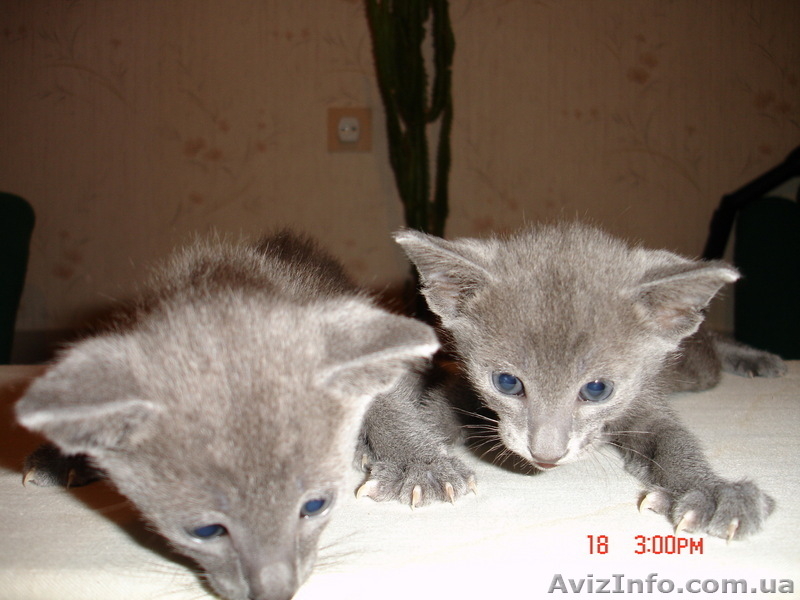 продажа ориентальных котят - <ro>Изображение</ro><ru>Изображение</ru> #3, <ru>Объявление</ru> #55931