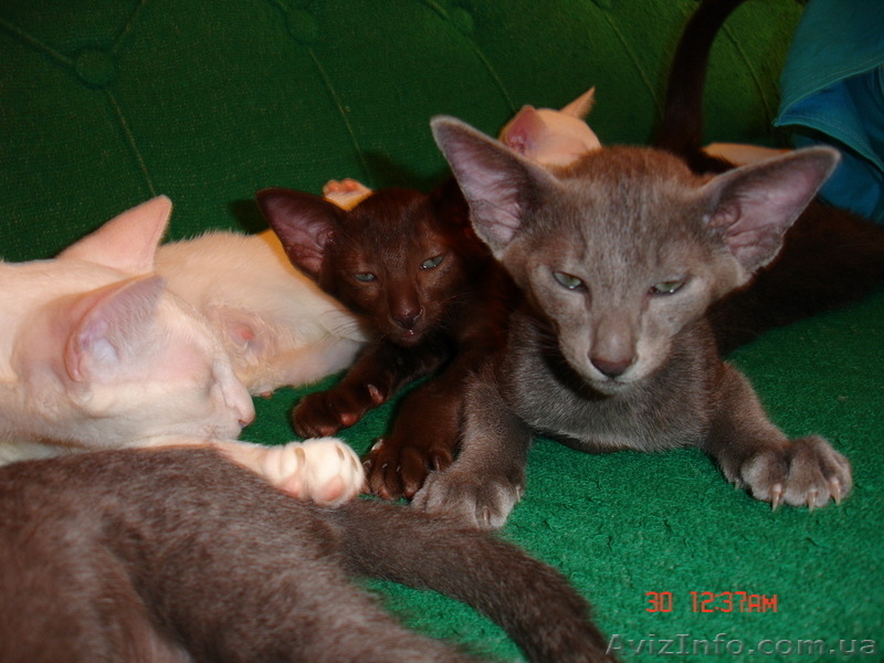 продажа ориентальных котят - <ro>Изображение</ro><ru>Изображение</ru> #4, <ru>Объявление</ru> #55931