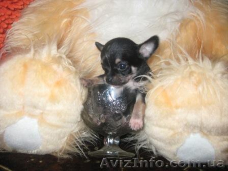  Чихуахуа Доставка  По Украине - <ro>Изображение</ro><ru>Изображение</ru> #1, <ru>Объявление</ru> #73565