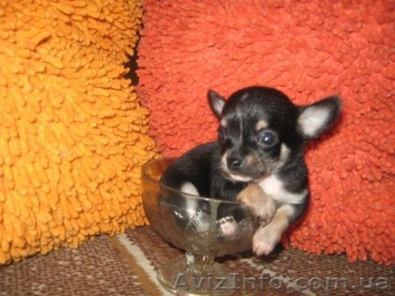  Чихуахуа Доставка  По Украине - <ro>Изображение</ro><ru>Изображение</ru> #3, <ru>Объявление</ru> #73565