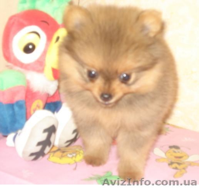 Померанский шпиц. Продажа. - <ro>Изображение</ro><ru>Изображение</ru> #1, <ru>Объявление</ru> #68495