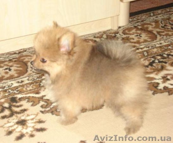 Померанский шпиц. Продажа. - <ro>Изображение</ro><ru>Изображение</ru> #2, <ru>Объявление</ru> #68495