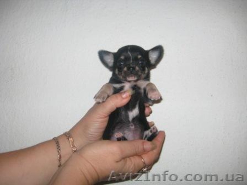 / Чихуахуа Щенки  /               - <ro>Изображение</ro><ru>Изображение</ru> #4, <ru>Объявление</ru> #78809