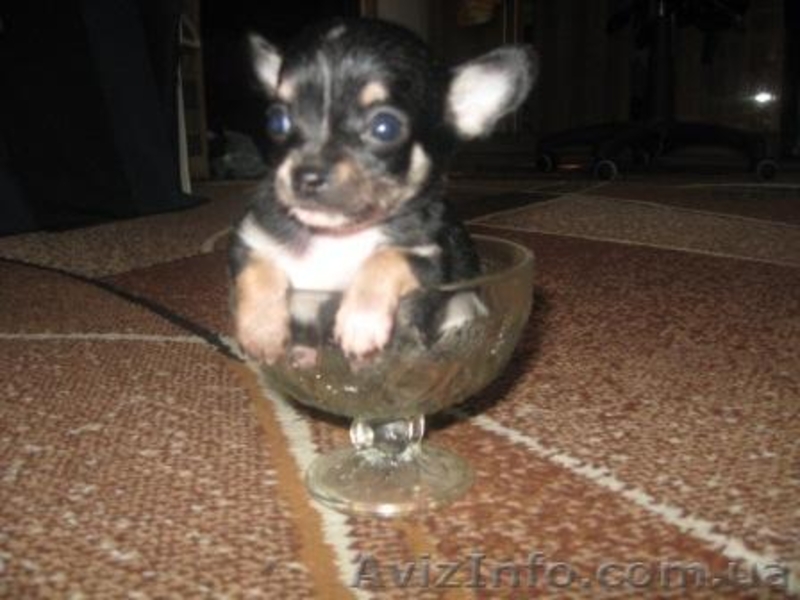 / Чихуахуа Щенки  /               - <ro>Изображение</ro><ru>Изображение</ru> #3, <ru>Объявление</ru> #78809