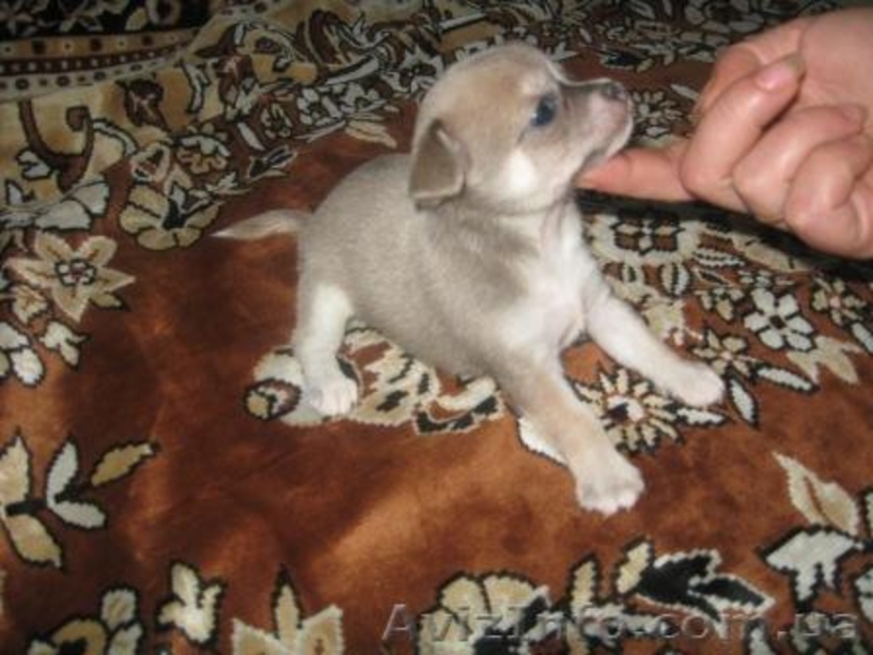  .Чихуахуа Щенки\\\\              - <ro>Изображение</ro><ru>Изображение</ru> #1, <ru>Объявление</ru> #88057