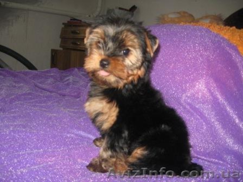 .Йоркширский терьер. - <ro>Изображение</ro><ru>Изображение</ru> #3, <ru>Объявление</ru> #88052