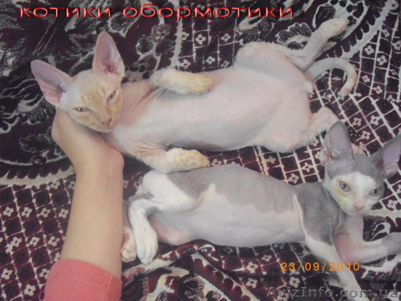  котята девон-рекс с волнистой шерстью - <ro>Изображение</ro><ru>Изображение</ru> #1, <ru>Объявление</ru> #91274