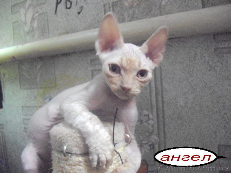  котята девон-рекс с волнистой шерстью - <ro>Изображение</ro><ru>Изображение</ru> #2, <ru>Объявление</ru> #91274