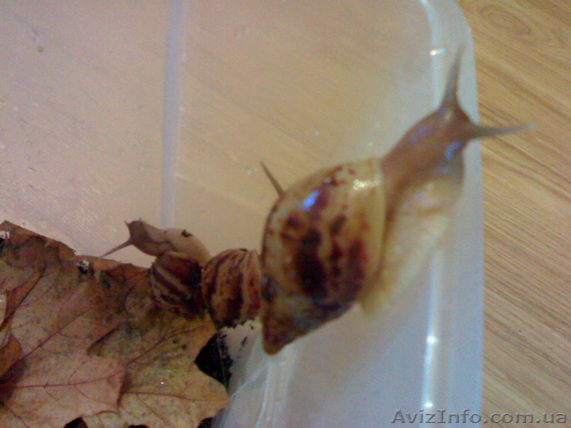 УЛИТКИ ГИГАНТСКИЕ АФРИКАНСКИЕ СУХОПУТНЫЕ ДОМАШНИЕ! - <ro>Изображение</ro><ru>Изображение</ru> #1, <ru>Объявление</ru> #105320