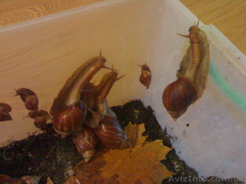 УЛИТКИ ГИГАНТСКИЕ АФРИКАНСКИЕ СУХОПУТНЫЕ ДОМАШНИЕ! - <ro>Изображение</ro><ru>Изображение</ru> #2, <ru>Объявление</ru> #105320