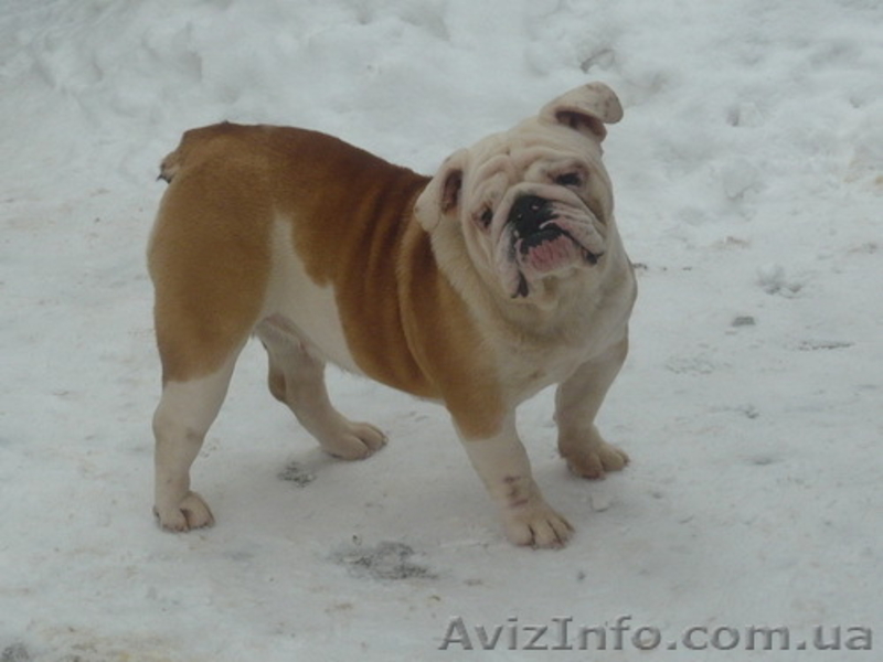 Продам английского бульдога - <ro>Изображение</ro><ru>Изображение</ru> #4, <ru>Объявление</ru> #153910