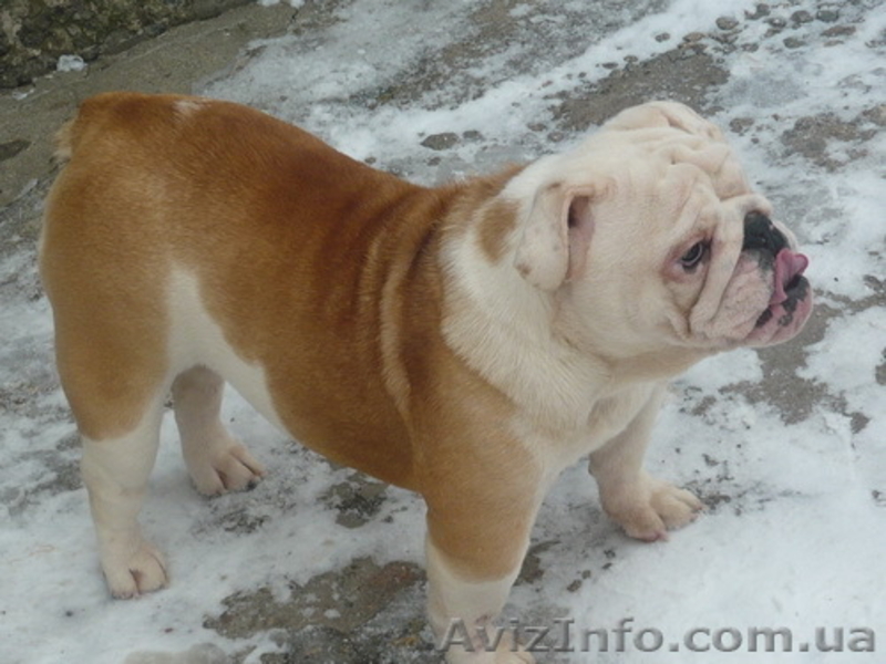 Продам английского бульдога - <ro>Изображение</ro><ru>Изображение</ru> #3, <ru>Объявление</ru> #153910
