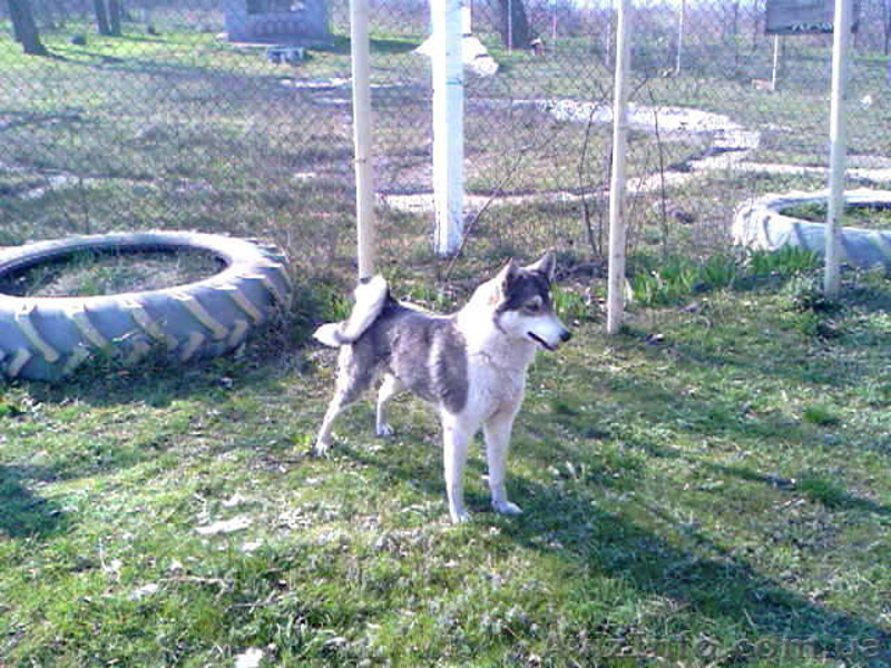 продаю щенков лайки - <ro>Изображение</ro><ru>Изображение</ru> #1, <ru>Объявление</ru> #133241