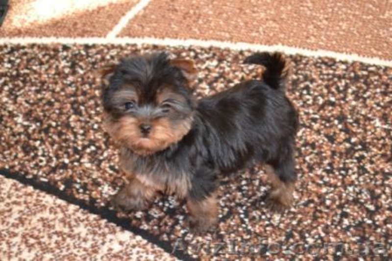 Щенки йоркширского терьера супер-мини - <ro>Изображение</ro><ru>Изображение</ru> #2, <ru>Объявление</ru> #196547
