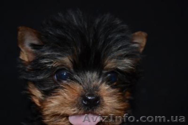 Щенки йоркширского терьера супер-мини - <ro>Изображение</ro><ru>Изображение</ru> #1, <ru>Объявление</ru> #196547