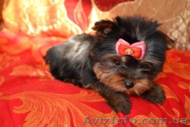 Щенки йоркширского терьера супер-мини - <ro>Изображение</ro><ru>Изображение</ru> #3, <ru>Объявление</ru> #196547