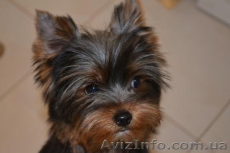 Элитные щеночки йоркширского терьера шоу класса. - <ro>Изображение</ro><ru>Изображение</ru> #2, <ru>Объявление</ru> #249800