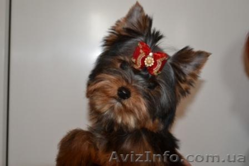Элитные щеночки йоркширского терьера шоу класса. - <ro>Изображение</ro><ru>Изображение</ru> #1, <ru>Объявление</ru> #249800