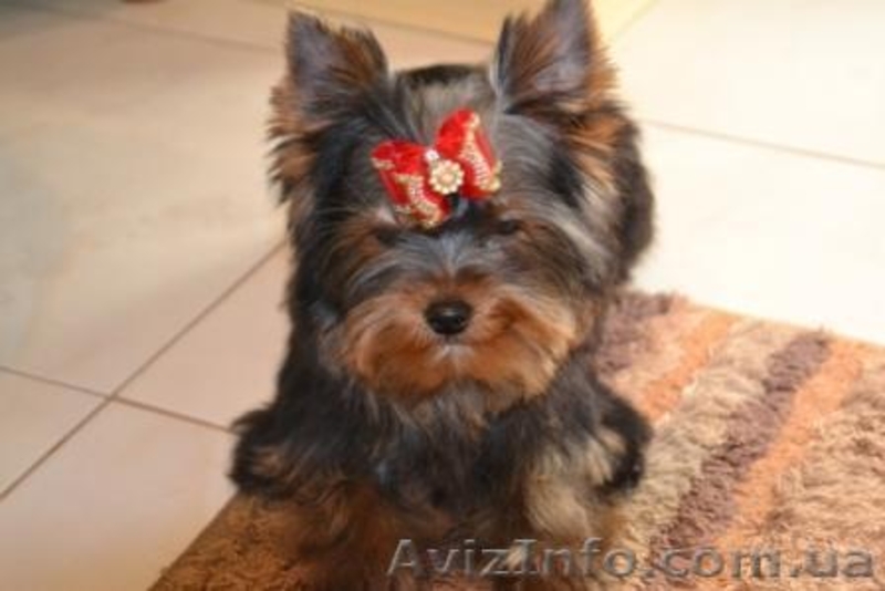 Элитные щеночки йоркширского терьера шоу класса. - <ro>Изображение</ro><ru>Изображение</ru> #3, <ru>Объявление</ru> #249800