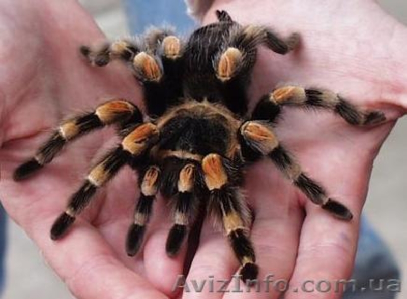 Экзотические пауки-птицееды !!! - <ro>Изображение</ro><ru>Изображение</ru> #3, <ru>Объявление</ru> #281805