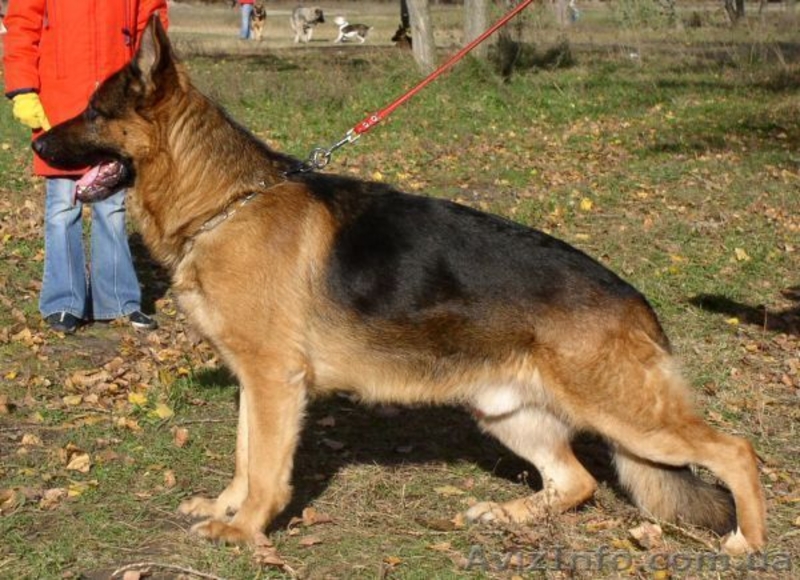 Перспективные щенки для племенного разведения - <ro>Изображение</ro><ru>Изображение</ru> #2, <ru>Объявление</ru> #319383