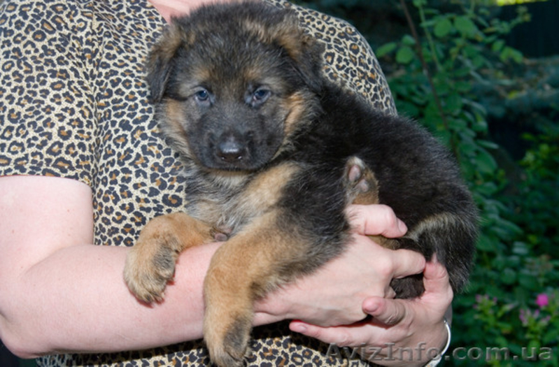 Перспективные щенки для племенного разведения - <ro>Изображение</ro><ru>Изображение</ru> #6, <ru>Объявление</ru> #319383
