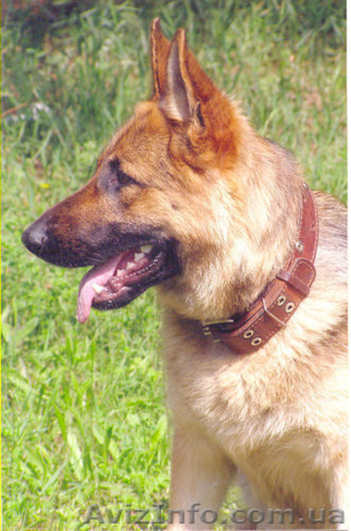 Перспективные щенки для племенного разведения - <ro>Изображение</ro><ru>Изображение</ru> #4, <ru>Объявление</ru> #319383