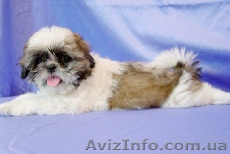 Ши-тцу (мальчик) - Матти Султан Стар - <ro>Изображение</ro><ru>Изображение</ru> #1, <ru>Объявление</ru> #325561