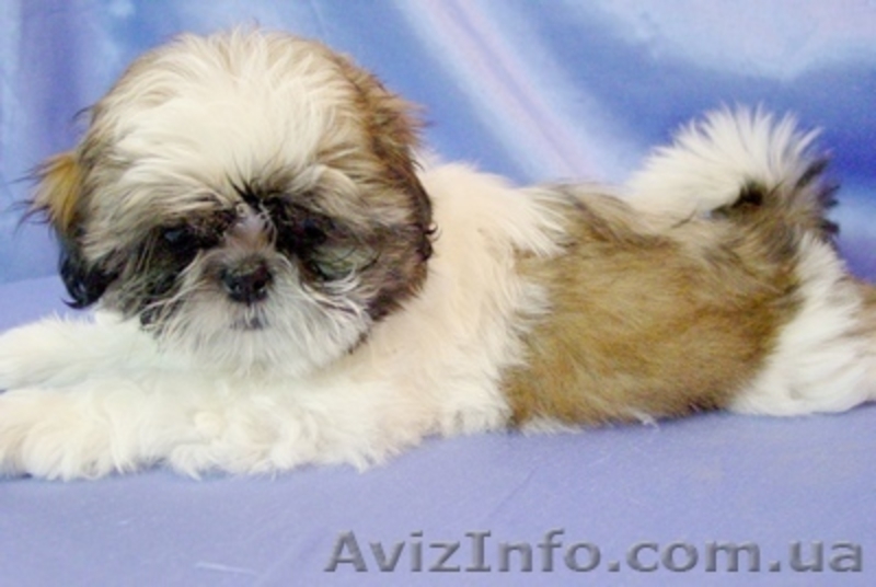 Ши-тцу (мальчик) - Матти Султан Стар - <ro>Изображение</ro><ru>Изображение</ru> #2, <ru>Объявление</ru> #325561