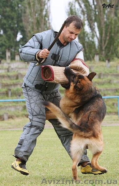 Перспективные щенки для племенного разведения - <ro>Изображение</ro><ru>Изображение</ru> #3, <ru>Объявление</ru> #319383