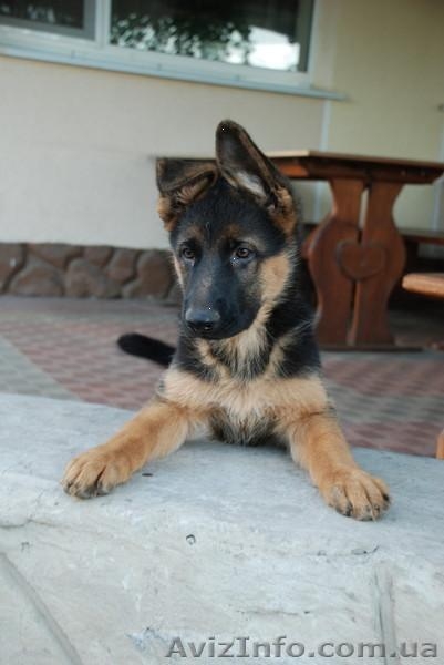 Перспективные щенки для племенного разведения - <ro>Изображение</ro><ru>Изображение</ru> #5, <ru>Объявление</ru> #319383